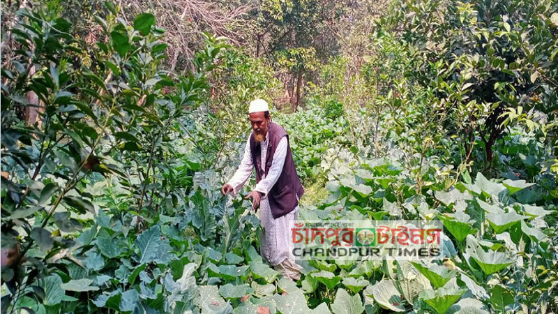 চাঁদপুরে সবজি, ফল ও মাছ চাষে প্রবাস ফেরত আব্দুল হাইয়ের সাফল্য