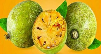 নানা গুণের সমাহার রয়েছে বেলে