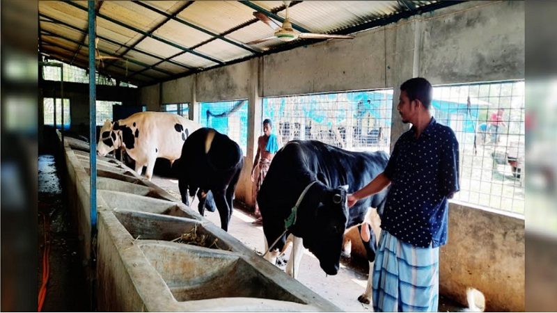 শাহরাস্তিতে গরুর খামারে স্বাবলম্বী হুমায়ুন কবির