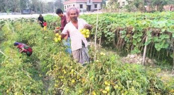 চাঁদপুরে বিষমুক্ত সবজি চাষী হিসেবে জনপ্রিয় হয়ে উঠেছেন কালাম