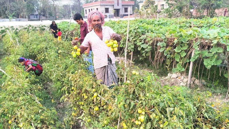 চাঁদপুরে বিষমুক্ত সবজি চাষী হিসেবে জনপ্রিয় হয়ে উঠেছেন কালাম