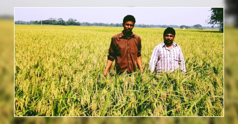 কচুয়ায় বোরো ধানের বাম্পার ফলন, কৃষকের মুখে হাসি