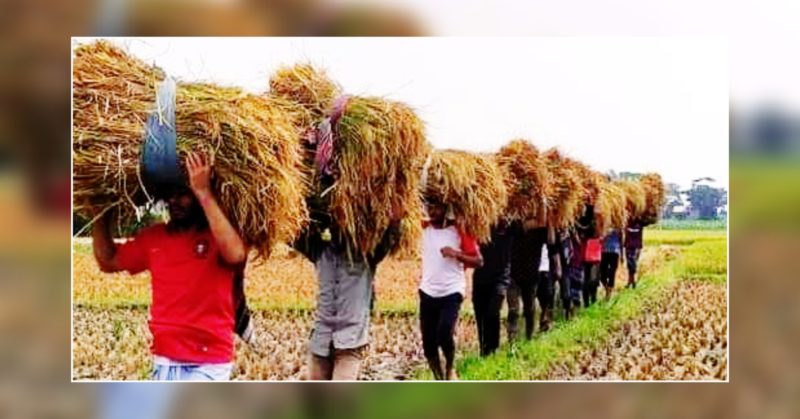 কচুয়ায় কৃষকের ধান কেটে ঘরে তুলে দিল ছাত্রলীগ