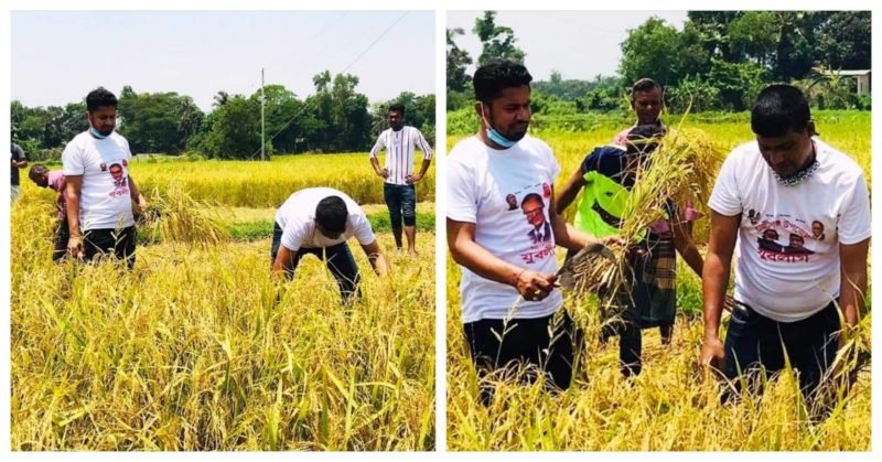 হাজীগঞ্জে কৃষকের ধান কেটে দিল যুবলীগ