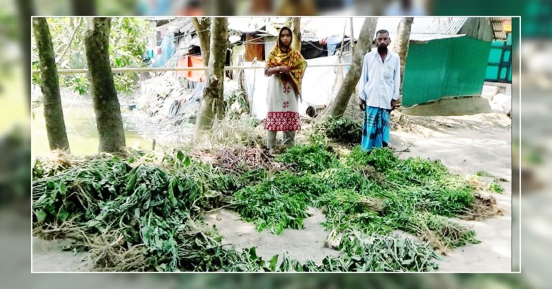 কচুয়ায় কৃষকের সবজি ক্ষেত কেটে দিল দুর্বৃত্তরা