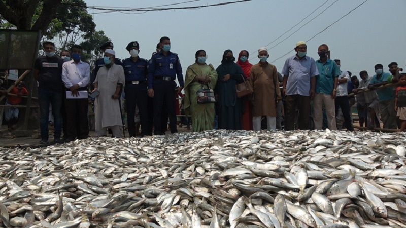 চাঁদপুরে নৌ পুলিশের অভিযানে ২৫০ মণ জাটকা জব্দ