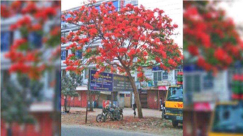 কৃষ্ণচূড়ার রক্তিম রঙে সেজেছে প্রকৃতি