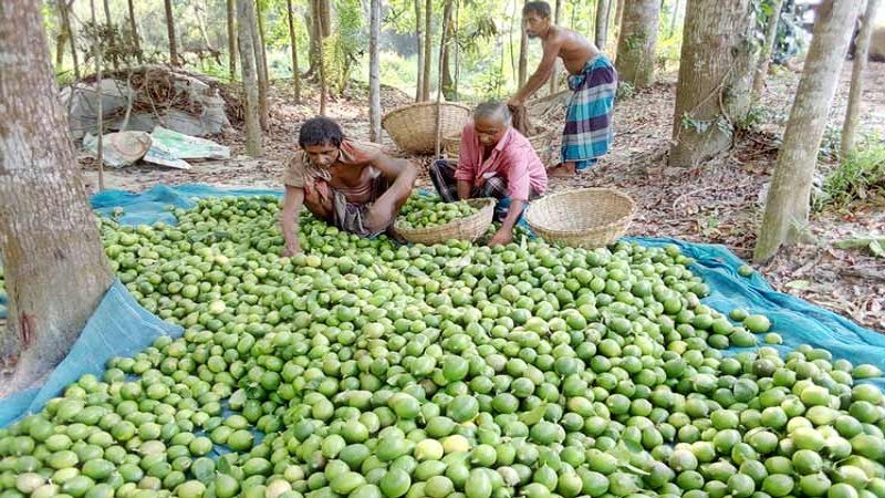 যে গ্রামের বাতাসে ভাসে লেবুর ঘ্রাণ