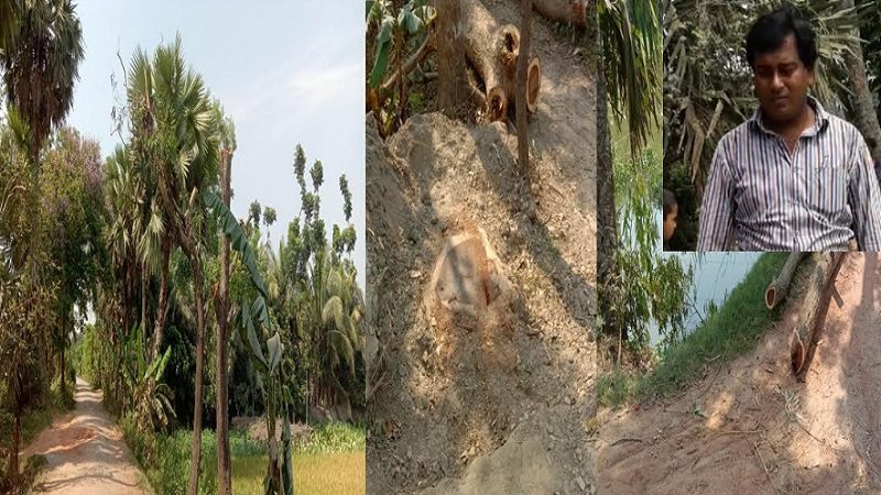 ফরিদগঞ্জে সরকারি গাছ কর্তনের অভিযোগ