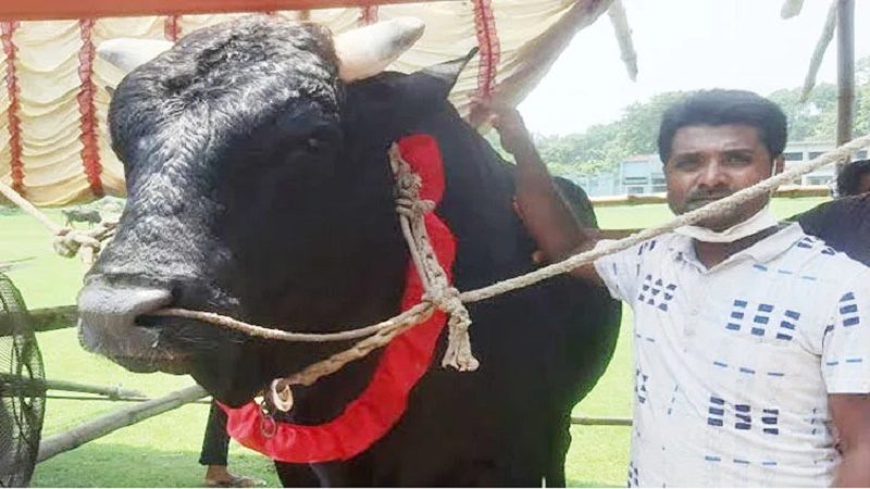 কোরবানির পশুর হাট কাঁপাবে ৩০ মণের ‘কালা তুফান’