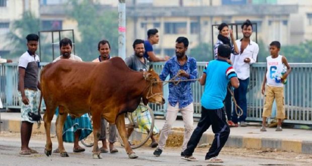 কোরবানি