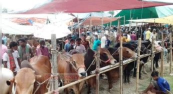 ছেংগারচর বাজারে পর্যাপ্ত কোরবানির পশু, বিক্রিও ভালো