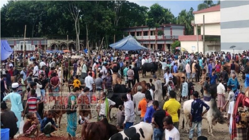 জমে উঠেনি ফরিদগঞ্জের পশুর হাট