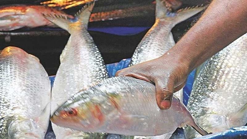 সব রেকর্ড ছাড়িয়েছে চাঁদপুরের ইলিশের দাম