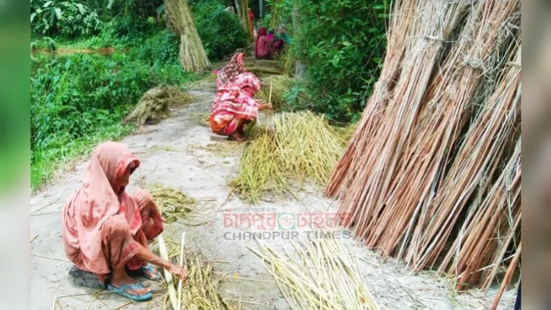 সোনালী আঁশ সংগ্রহে ব্যস্ত চাঁদপুরের কৃষক-কৃষাণীরা