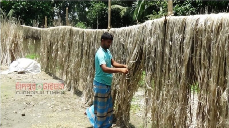 ভালো দাম পাওয়ায় কচুয়ায় পাট চাষে আগ্রহ বেড়েছে কৃষকদের