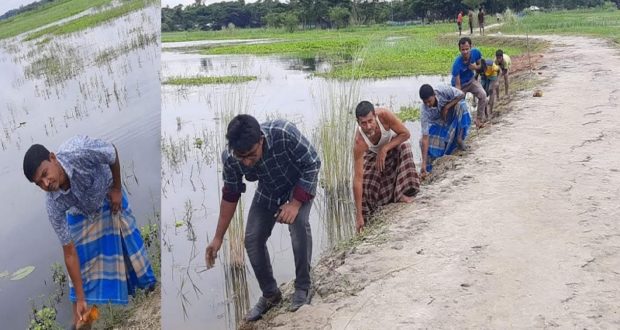 তালের