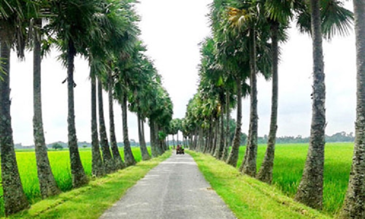 তালগাছ রোপণে গ্রামীণ ব্যাংক এ  উদ্যোগটি নিতে পারে