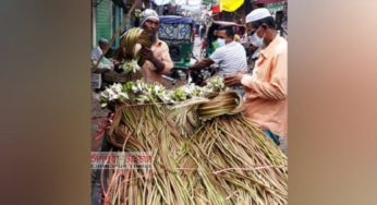 শাপলা বিক্রিতেই সংসার চালাচ্ছেন কচুয়ার ছিদ্দিক