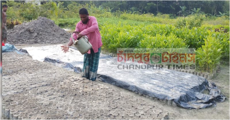 হাজীগঞ্জে ৮ মাসের নার্সারিতে অর্ধকোটি টাকার স্বপ্ন দেখছেন ইসহাক