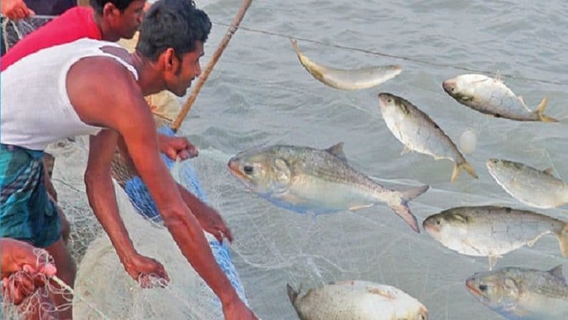 চাঁদপুরে নিষেধাজ্ঞা শেষে ইলিশ ধরা শুরু