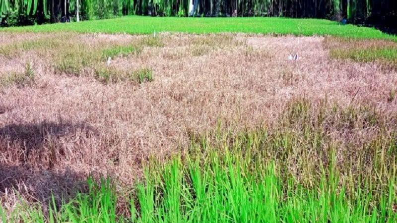 ফরিদগঞ্জে ২০০ হেক্টর জমির ধান শুকিয়ে খড়