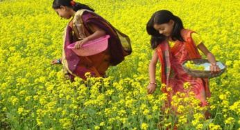 চাঁদপুরে সরিষার উৎপাদন লক্ষ্যমাত্রা ৫ হাজার ৮শ মে.টন