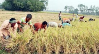 মতলব উত্তরে আমনের ফলন ভালো না হওয়ার শঙ্কা