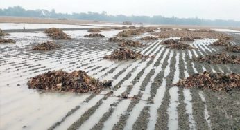 চাঁদপুরে টানা বৃষ্টিতে ফসলের ব্যাপক ক্ষতি : আলু চাষিদের মাথায় হাত