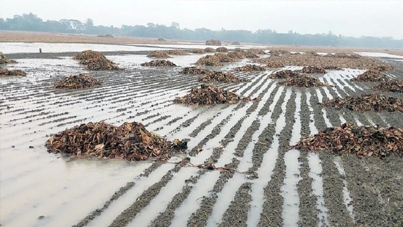 পানিতে পচছে ১৪০ কোটি টাকার আলু, কৃষকের চাপা কান্না