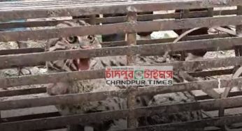 মতলবে পোল্ট্রি খামার থেকে মেছো বাঘ উদ্ধার