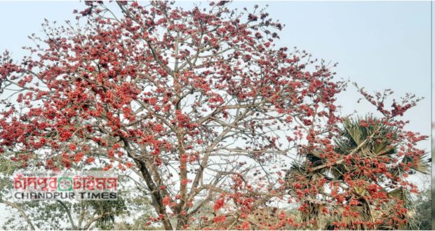 শিমুলের