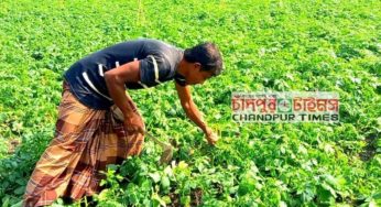 চাঁদপুরে অসময়ের বৃষ্টিতে ফসলের ব্যাপক ক্ষতি