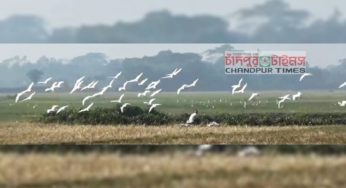 কচুয়ায় শিকারীদের ফাঁদে বিলুপ্তির পথে সাদা বক