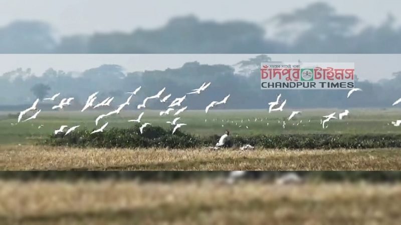 কচুয়ায় শিকারীদের ফাঁদে বিলুপ্তির পথে সাদা বক