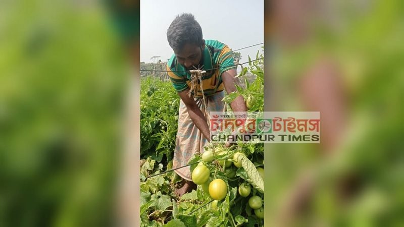 মতলব দক্ষিণে ক্ষতি পুষিয়ে বিষমুক্ত টমেটো চাষে কৃষকের মুখে হাসি