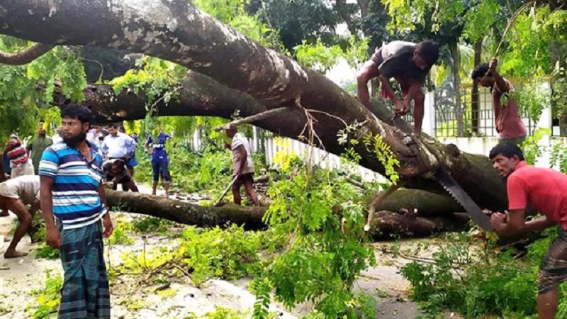 নিজের গাছ কাটতেও অনুমোদন লাগবে, আইনের খসড়া প্রস্তুত