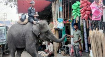 মতলব উত্তরে হাতি দিয়ে চাঁদা আদায়, ব্যবসায়ী ও পথচারীরা অতিষ্ঠ