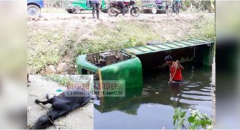 মতলবে টমটম উল্টে পড়ে খালে, ৪ গরুর মৃত্যু