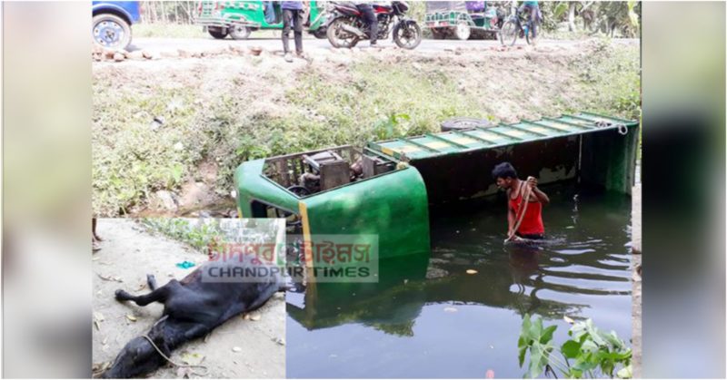 মতলবে টমটম উল্টে পড়ে খালে, ৪ গরুর মৃত্যু