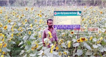 সূর্যমুখীর হাসিতে স্বপ্ন দেখছেন মতলবের আল-আমিন