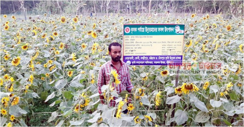 সূর্যমুখীর হাসিতে স্বপ্ন দেখছেন মতলবের আল-আমিন