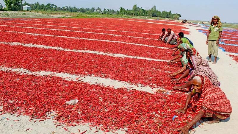 চাঁদপুরে মরিচের বাম্পার ফলন