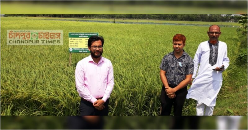 কচুয়ায় বঙ্গবন্ধু ব্রি-১০০ ধান চাষে ঝুঁকছেন কৃষকরা