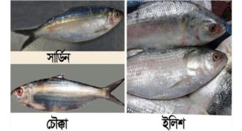 যুক্তরাষ্ট্রে ইলিশের নামে ‘সার্ডিন’ কিনে প্রতারিত হচ্ছেন প্রবাসীরা