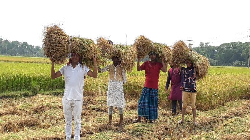 কচুয়ায় কৃষকের ধান কেটে বাড়ি পৌঁছে দিল পৌর ছাত্রদল