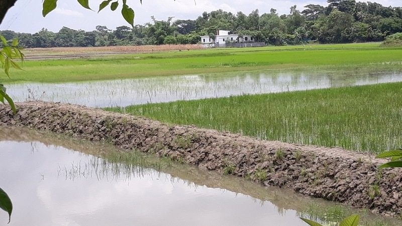 কচুয়ায় ফসলি জমিতে জলাবদ্ধতায় কৃষকদের ভোগান্তি