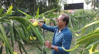 চাঁদপুরে প্রথম হলুদ ড্রাগন আবাদ করে চমক লাগিয়েছেন হেলাল উদ্দিন