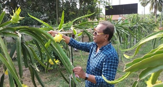 হলুদ ড্রাগন