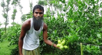 কচুয়ায় বীজবিহীন লেবু চাষে যুবকের ভাগ্য বদলের স্বপ্ন